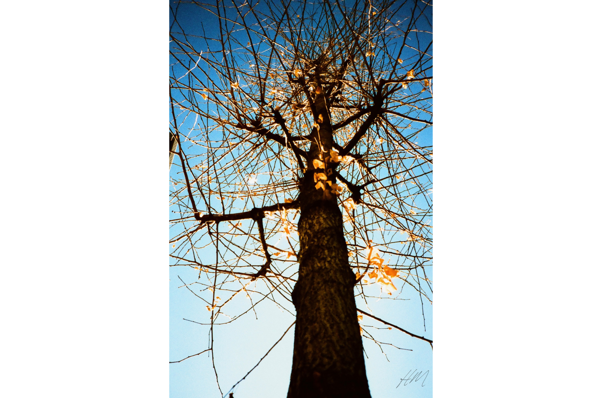 【HARMAN】PHOENIX 200 135-36 | 東京CAMERA