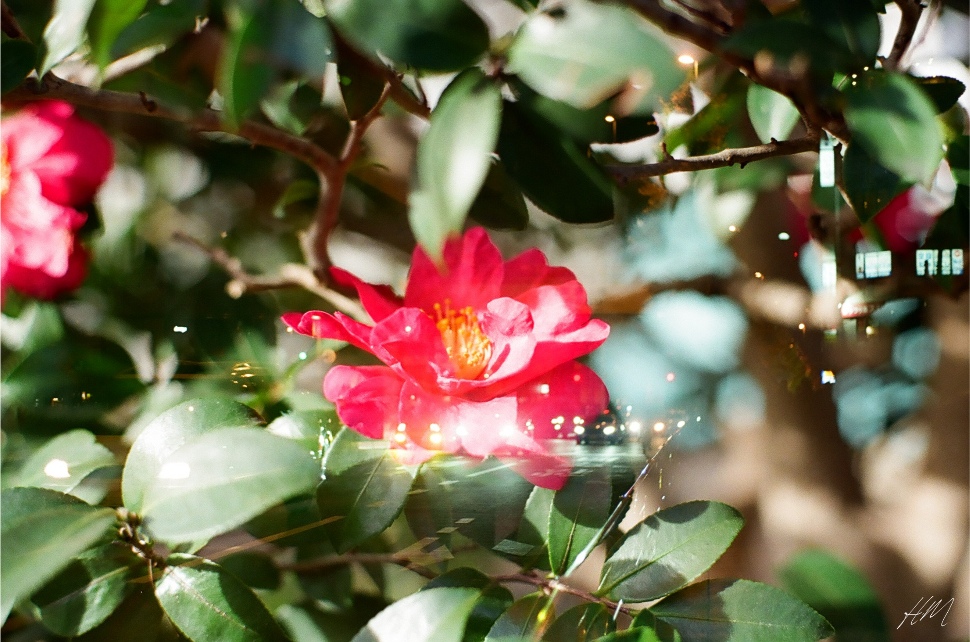 【Kodak】ULTRAMAX 400 36exp | 東京CAMERA