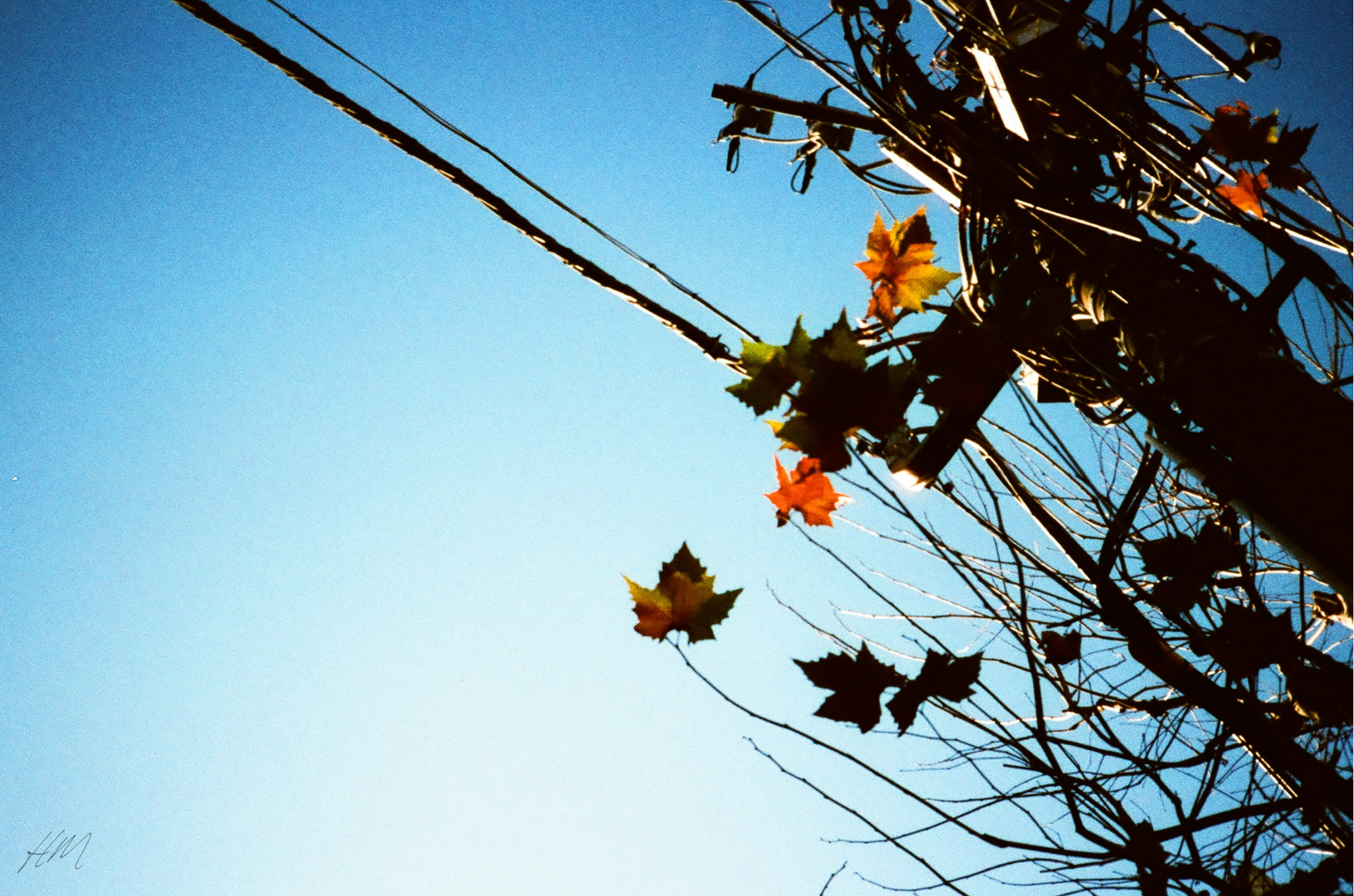 【HARMAN】PHOENIX 200 135-36 | 東京CAMERA