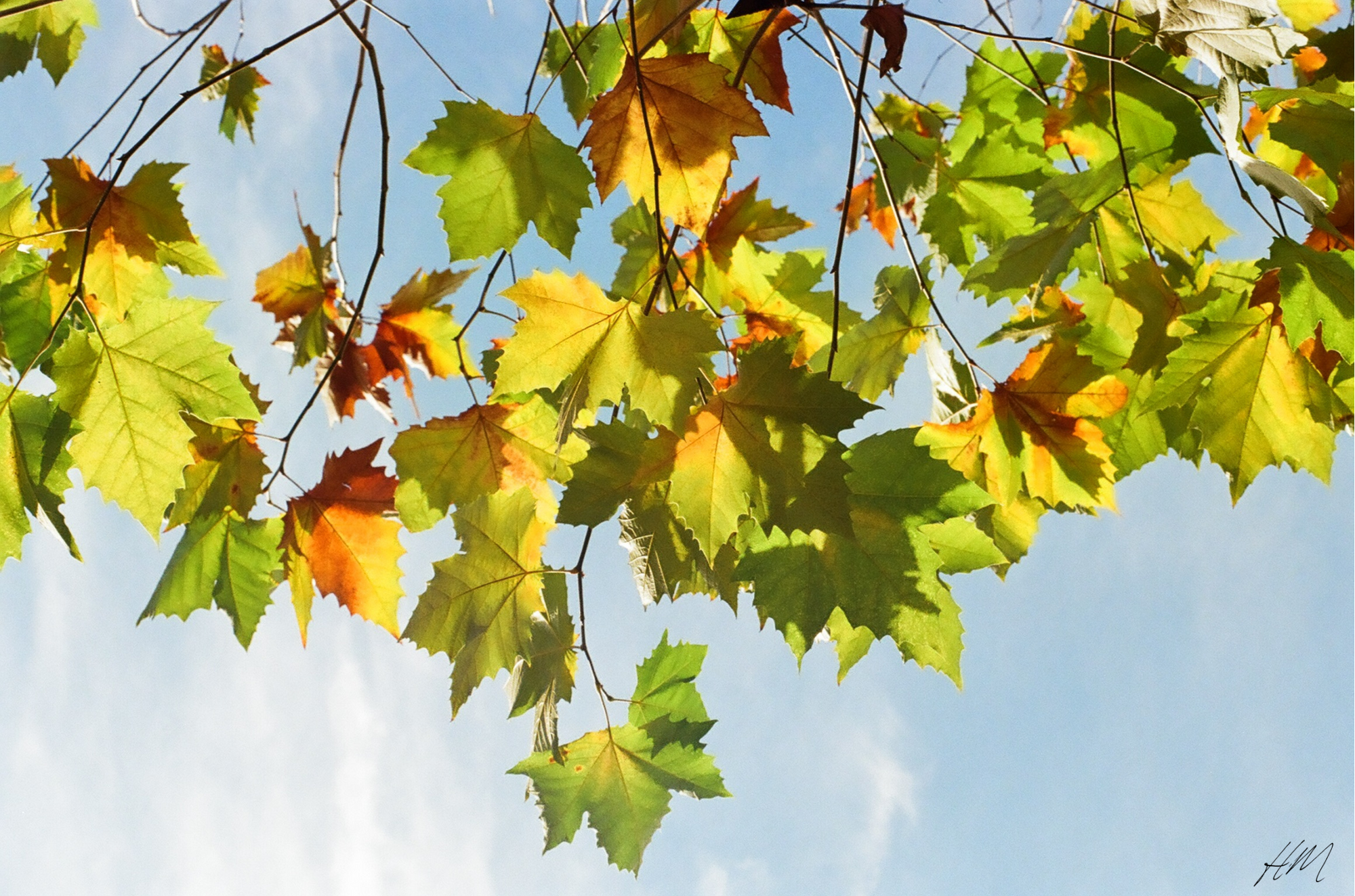 【Kodak】ULTRAMAX 400 36exp | 東京CAMERA