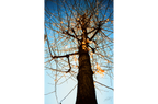 【HARMAN】PHOENIX 200 135-36 | 東京CAMERA