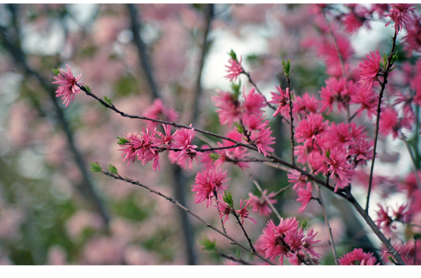 【Kodak】EKTAR 100 135-36exp [1471991654683]